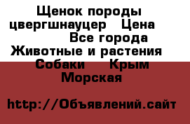 Щенок породы  цвергшнауцер › Цена ­ 30 000 - Все города Животные и растения » Собаки   . Крым,Морская